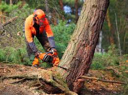 How Our Tree Care Process Works  in Jupiter, FL